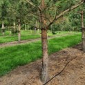 Pinus sylvestris - Afbeelding 4