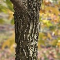 Liquidambar styraciflua - 5