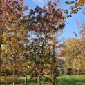 Liquidambar styraciflua - 6