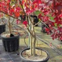 Liquidambar styraciflua - 4