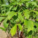 Acer griseum