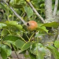 Pyrus c. 'Conference' - 2