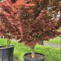 Acer palmatum 'Jerre Schwartz' - Foto 9