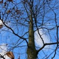 Fagus sylvatica 'Atropunicea' - 1