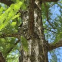 Taxodium distichum - 2