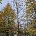 Fagus sylvatica - november 2024