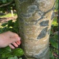 Fagus sylvatica - Foto 2
