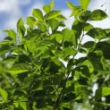 Styrax japonicus - 2