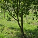 Liriodendron tulipifera 'Aureomarginatum' - Foto 4