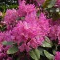 Rhododendron ponticum 'Roseum' - Foto 2