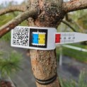 Pinus sylvestris - Foto 1
