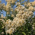 Lagerstroemia 'Natchez' - 1