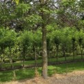 Gleditsia triacanthos 'Sunburst' - 3