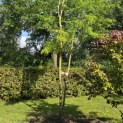 Gleditsia triacanthos ‘Inermis’ - Foto 2