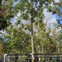 Quercus Palustris - 1