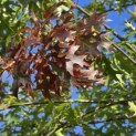 Quercus Palustris - 2