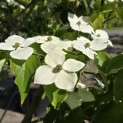 Cornus kousa 'Schmetterling' - Foto 4