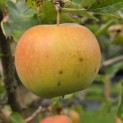 Malus domestica 'Jonagold' - impressie bijna rijpe appel