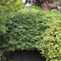 Fagus sylvatica - 1