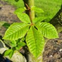 Aesculus x carnea 'Briotii' - 1