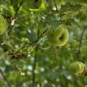 Malus domestica 'Lombarts' - 8