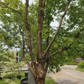 Acer griseum - 1