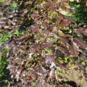Fagus sylvatica 'Atropunicea' - Foto 3