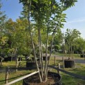Magnolia 'Soulangeana' - Foto 2