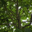 Liquidambar styraciflua - 1
