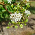 Heptacodium miconioides - Foto 3