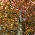 Fagus sylvatica Atropunicea - 3
