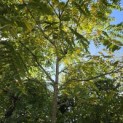 Juglans Nigra - 1