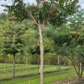 Heptacodium miconioides - Foto 5