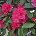 Rhododendron Yakushimanum ‘Fantastica' - 5