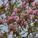 Magnolia 'Susan' - 1