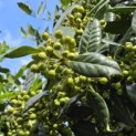 Ilex Nellie Stevens - Foto 2