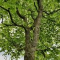 fagus sylvatica 