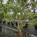 Acer negundo 'Flamingo' - Foto 2