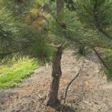 Pinus nigra 'Nigra' - 1