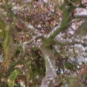 Acer palmatum 'Garnet' - 6
