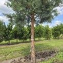 pinus sylvestris 'Glauca' - 7