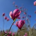Magnolia 'Spectrum' - 3