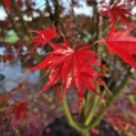 Acer palmatum Masu-kagami - 2