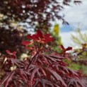 Acer palmatum 'Trompenburg' - Foto 1
