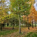 Platanus x hispanica - Foto 4