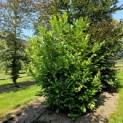 Prunus laur. Rotundifolia - Foto 1