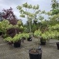 Clerodendrum trichotomum 'Variegatum' - juni 2026