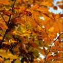 Fagus sylvatica 'Atropunicea' - impressie herfstkleuren rode beuk