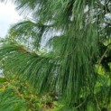 Pinus wallichiana - Tranenden
