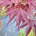 Acer palmatum 'Bloodgood' - Afbeelding 6